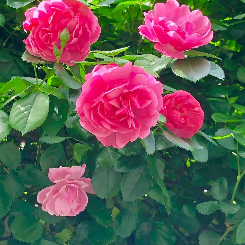 バラ アンジェラの投稿画像 By Wakoさん アンジェラとつるバラ と春のお花とばら バラ 薔薇と薔薇愛同盟と薔薇に魅せられてとつるバラと花 のある暮らしと薔薇 18月4月28日 Greensnap グリーンスナップ