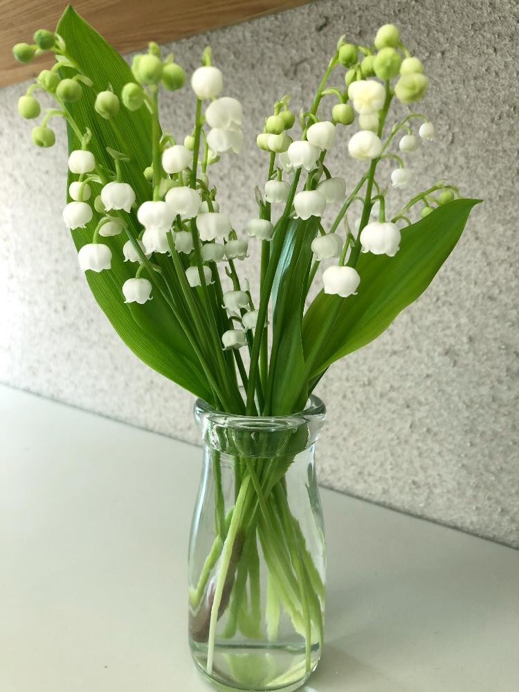 Gs映えの投稿画像 By どうでもいいさん 花言葉とすずらん と白色と花のある暮らしと花束 18月4月28日 Greensnap グリーンスナップ