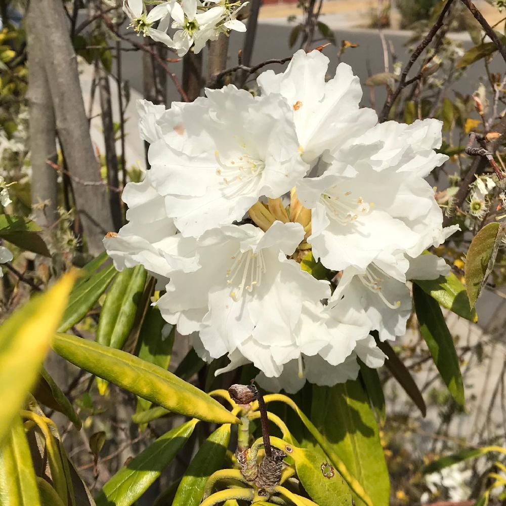 シャクナゲの投稿画像 By こゆりさん 花のある暮らしと白い花 18月4月28日 Greensnap グリーンスナップ