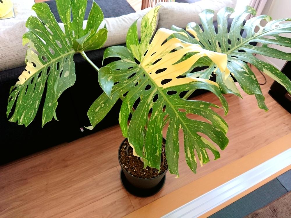 モンステラ Monstera 黄斑入り デリシオーサ イエローモンスター 大株-