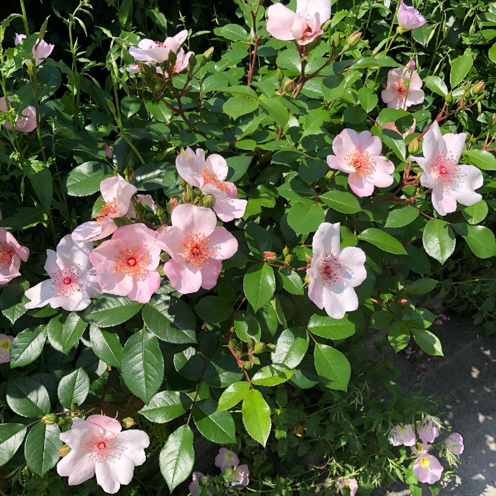 ピンクサクリーナの投稿画像 By さびちゃねこさん 小さな庭とボタニカルライフとグリーンのある暮らしとありがとう と一重咲きと一重 のバラと花のある暮らしとバラ ミニバラとボタニカルライフとグリーンのある暮らしとありがとう と一重咲きと一重のバラと花のある
