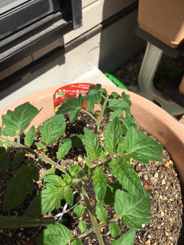 ミニトマト スィートミニレッドエース｜🍀GreenSnap（グリーンスナップ）
