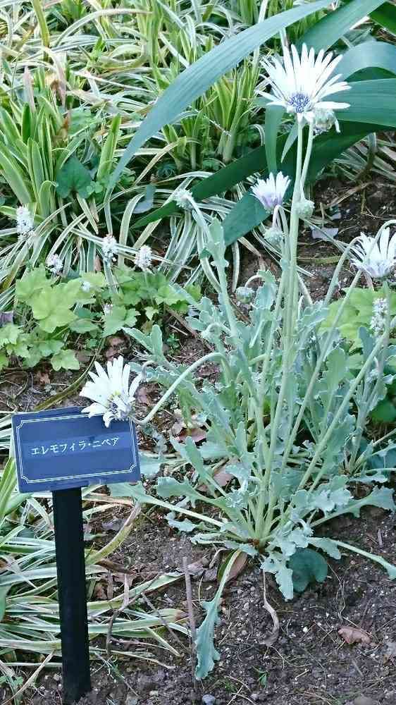 graceさんの港の見える丘公園への投稿