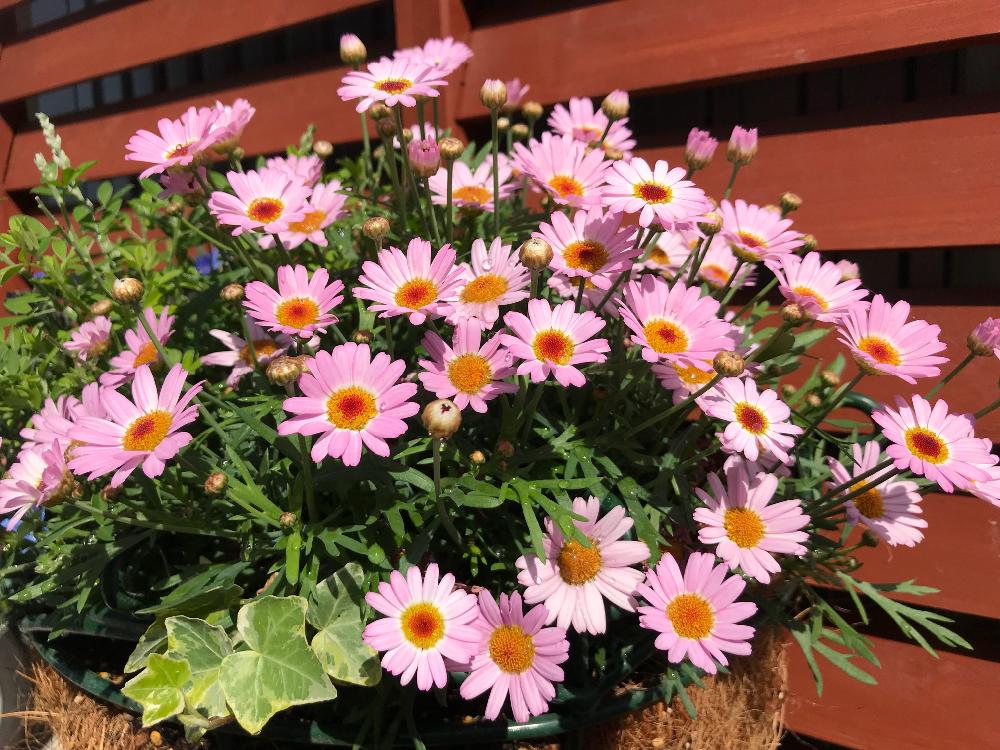 マーガレット モリンバ ミニピンクの投稿画像 By ポンポンさん 18月4月28日 Greensnap グリーンスナップ