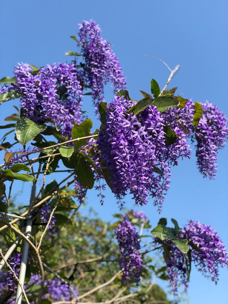 ペトレア ウォルビリスの投稿画像 By そゆさん ペトレアとペトレア 18月4月28日 Greensnap グリーンスナップ Greensnap グリーンスナップ