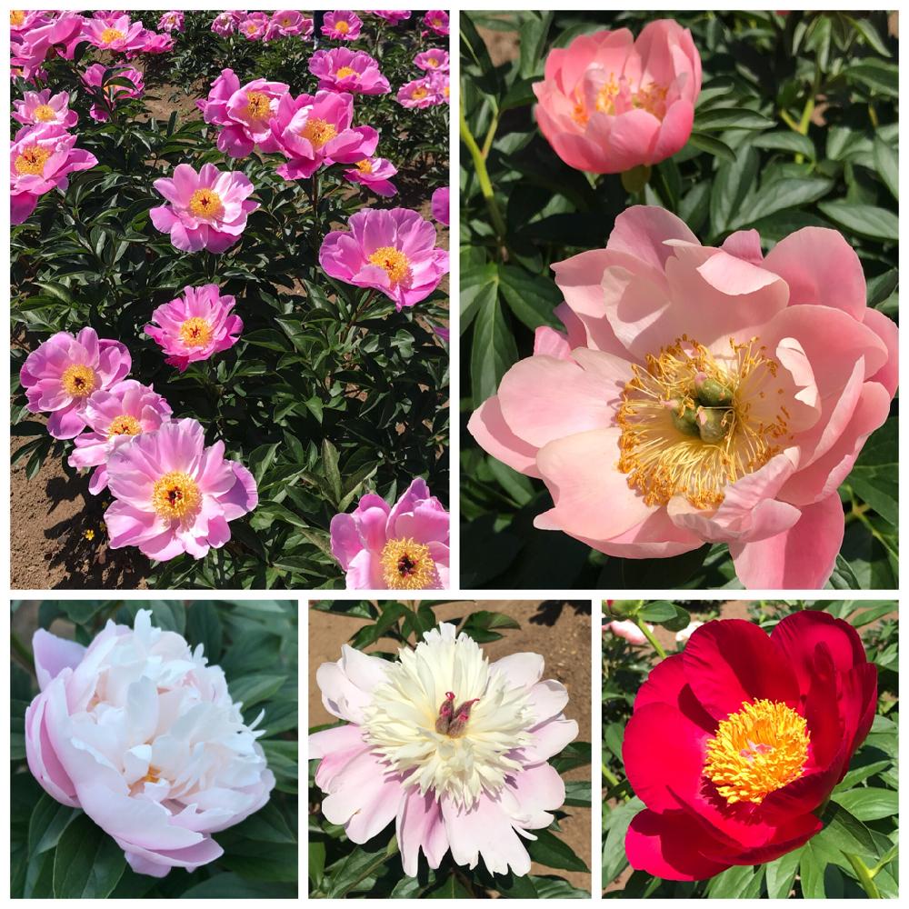 シャクヤク 暁の投稿画像 By ひろちゃんさん シャクヤク ピンクハワイアンコーラルとシャクヤク 輪舞とシャクヤク スカーレットオハラとシャクヤク と鎌倉と大船フラワーセンターと神奈川県の風景と赤い花とシャクヤク 花筏とお出かけ先と鎌倉と大船フラワーセンターと