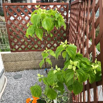 源平ヤマボウシ の投稿画像一覧 Greensnap グリーンスナップ