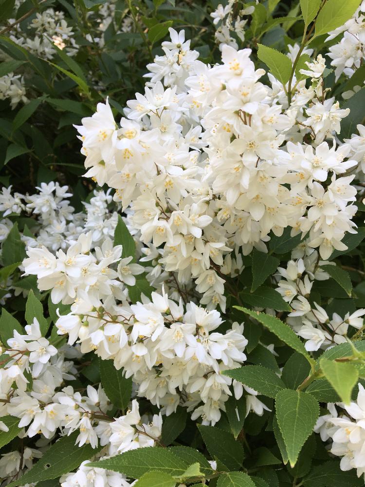 ヒメウツギの投稿画像 By けいかずさん 白い花と初夏と公園 18月4月28日 Greensnap グリーンスナップ