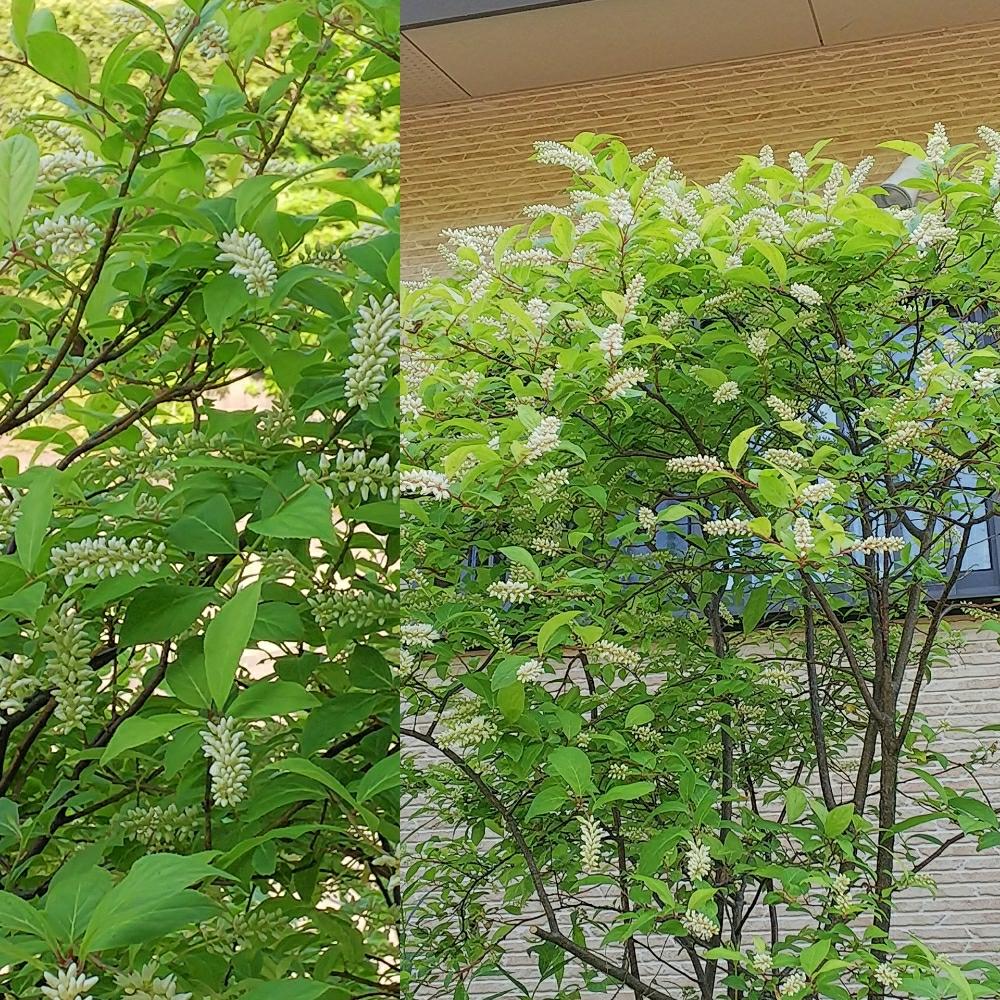 コバノズイナの投稿画像 By こずぽんさん お出かけ先 18月4月28日 Greensnap グリーンスナップ Greensnap グリーンスナップ