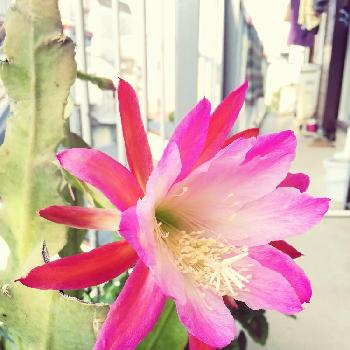 カニシャボテンの画像 by バードバドさん | バルコニー/ベランダとカニシャボテンと花のある暮らし