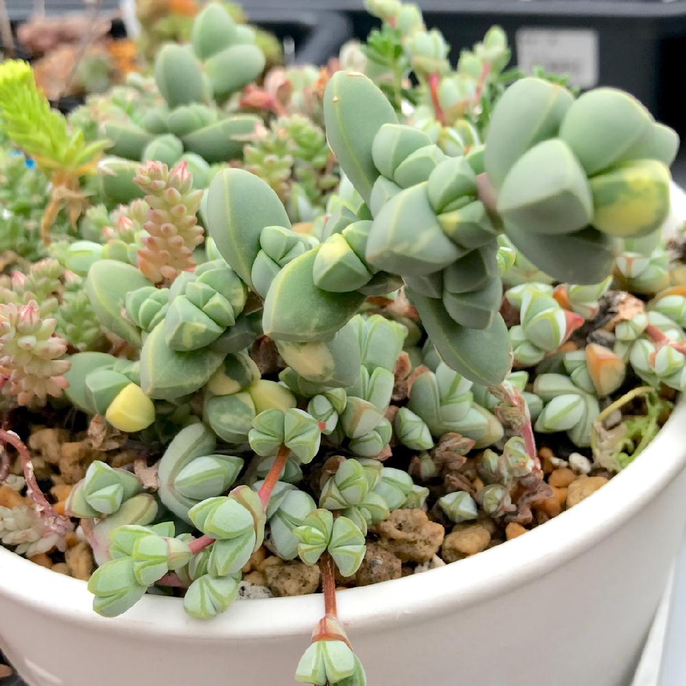 レーマニー錦の投稿画像 By たね Gs卒業しましたさん 多肉植物と福岡とメセンとタニラーとたねんちの錦とたねんちのメセンと斑入り とバルコニストとコルプスクラリア属 18月4月28日 Greensnap グリーンスナップ