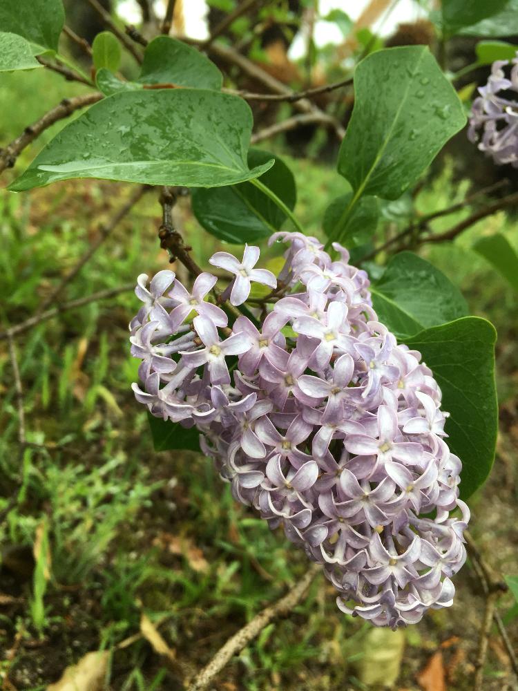 ライラックの投稿画像 By オキザックさん お出かけ先とモクセイ科とハシドイ属といい香りとモクセイ科とハシドイ属といい香り 18月4月29日 Greensnap グリーンスナップ Greensnap グリーンスナップ ライラックの投稿画像 By オキザックさん お出かけ先とモクセイ科とハシドイ属といい香りとモクセイ科とハシドイ属といい香り 18月4月29日 Greensnap グリーンスナップ Greensnap グリーンスナップ