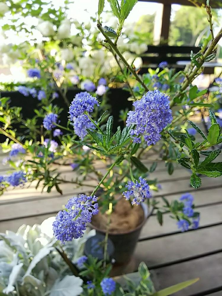 カリフォルニアライラックの投稿画像 By Jolさん セアノサスと花のある暮らしと春のお花と爽やかと青い花 18月4月29日 Greensnap グリーンスナップ