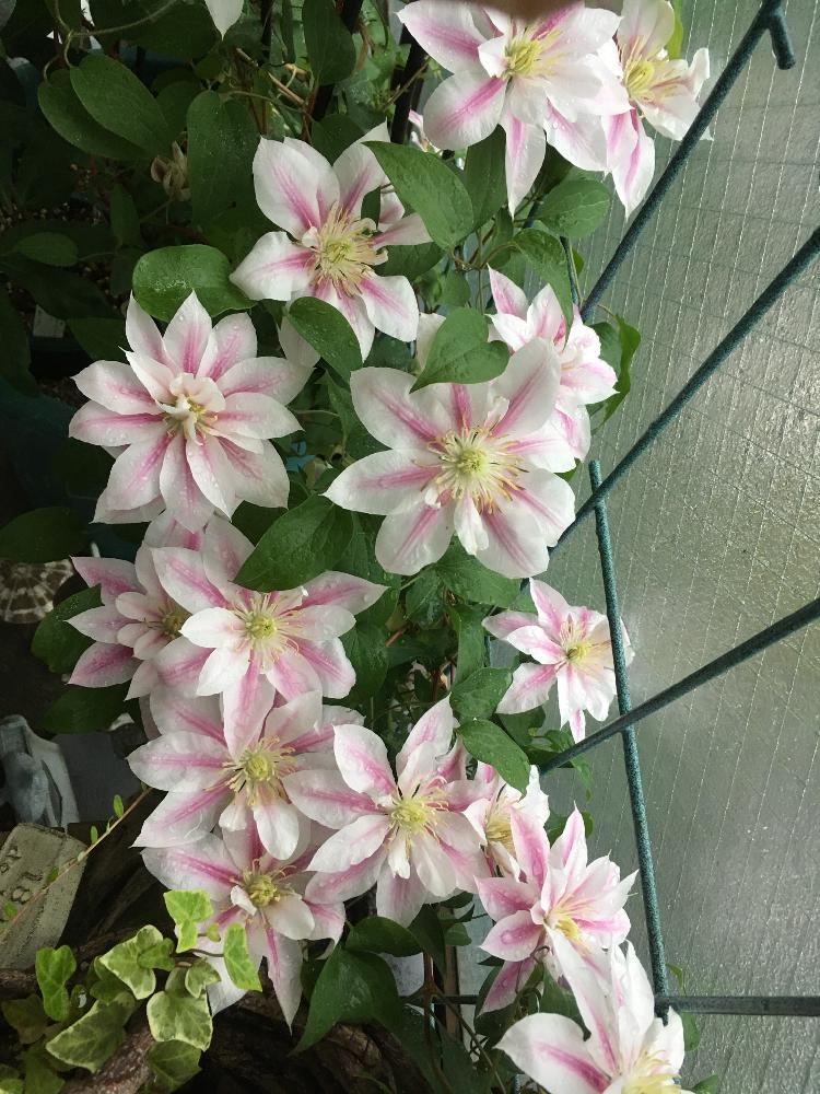 アンドロメダの投稿画像 By まろんさん バルコニー ベランダとバルコニストとベランダガーデンと今日のお花と早咲きクレマチスとバルコニストとベランダガーデンと今日のお花と早咲きクレマチス 18月4月29日 Greensnap グリーンスナップ Greensnap