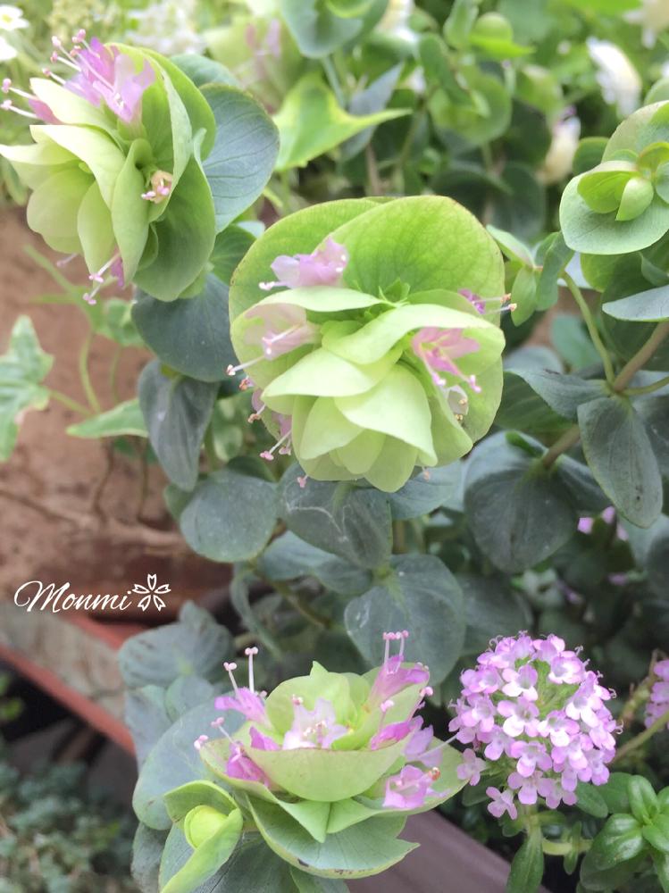 オレガノ ロタンダフォーリアの投稿画像 By Monmiさん よせ植えと植中毒と緑のある暮らしと小さい花と花のある暮らしとかわいいな 18月4月29日 Greensnap グリーンスナップ