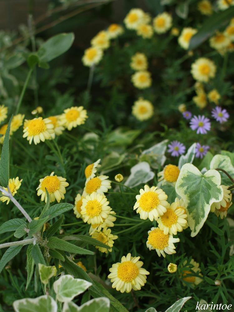 マーガレットの投稿画像 By Karintoeさん ボンザマーガレットとモリンバ サッシーイエローアネモネとブラキカムとアイビーとキュンキュン乙女倶楽部とキュンキュン乙女倶楽部no 40と18 4と黄色い花とナチュラルスタイルと 黄色植物 コンテストと花のある暮らしと
