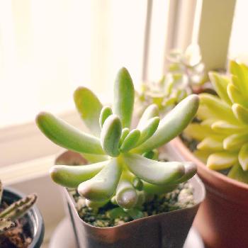 恋心多肉の投稿画像一覧 Greensnap グリーンスナップ