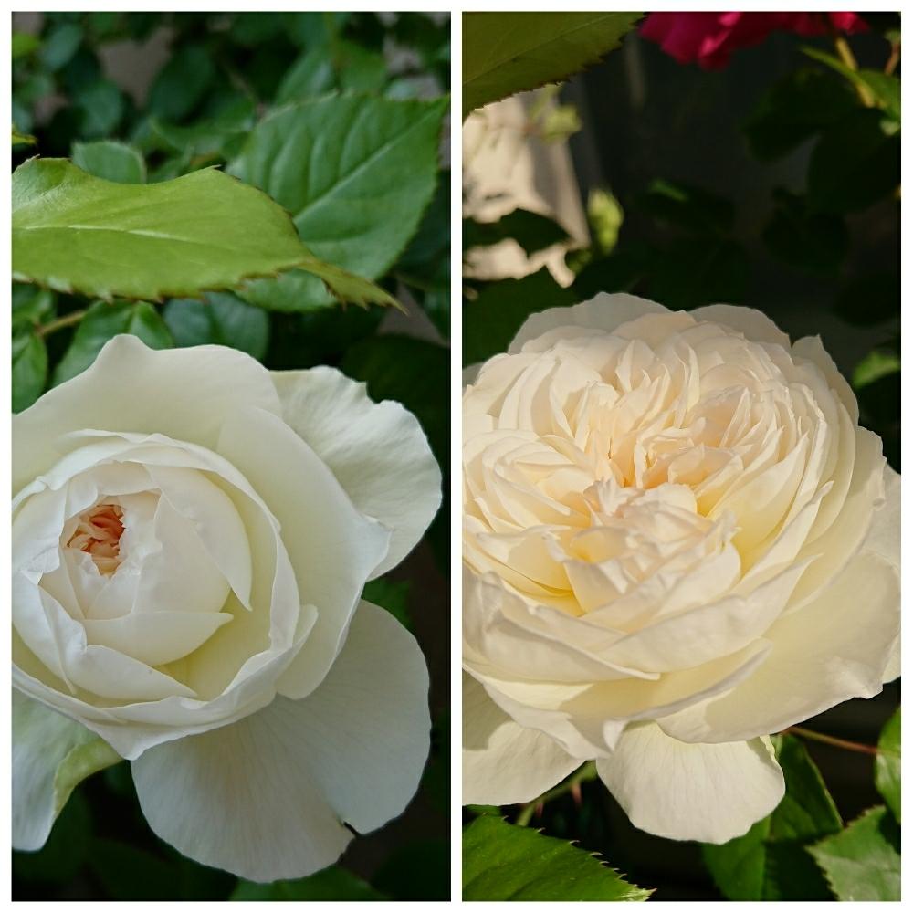 バルコニー ベランダの投稿画像 By Yamacciさん 開花と白いバラと花弁と満開とボレロ バラときれいとバラ鉢植えとうれしい と可愛いと花 のある暮らしとかわいいと開花と白いバラと花弁と満開とボレロ バラときれいとバラ鉢植えとうれしい と可愛いと花のある暮らしと