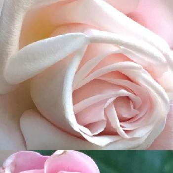 薔薇が好きだなあ♡の画像 by 花が好きさん | 小さな庭と今日も笑顔で♡と大切に育てたい！と薔薇愛同盟とああ〜、幸せ♡とありがとう♡と今日も元気に〜〜♡と花のある世界♡といい感じ♪♪と元気になれるね♡とガーデニングと薔薇が好きだなあ♡と自慢のバラコンテスト2018