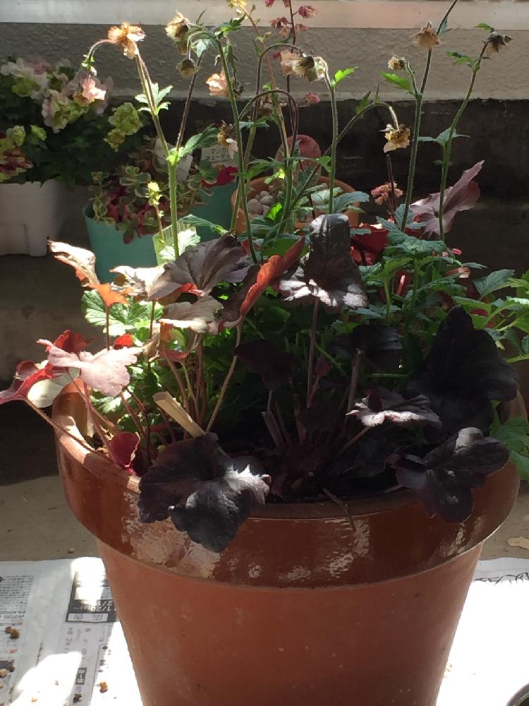 ヒューケラ の投稿画像 By 母さん 寄せ植えとgs日和と植中毒とゲウム マイタイとゲウム リバレと花のある暮らしとツボサンゴとバルコニスト 18月4月29日 Greensnap グリーンスナップ