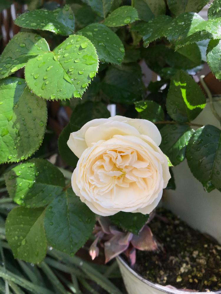 つるバラ アルテミスの投稿画像 By じんこさん 薔薇愛同盟と花のある暮らし 18月4月29日 Greensnap グリーンスナップ