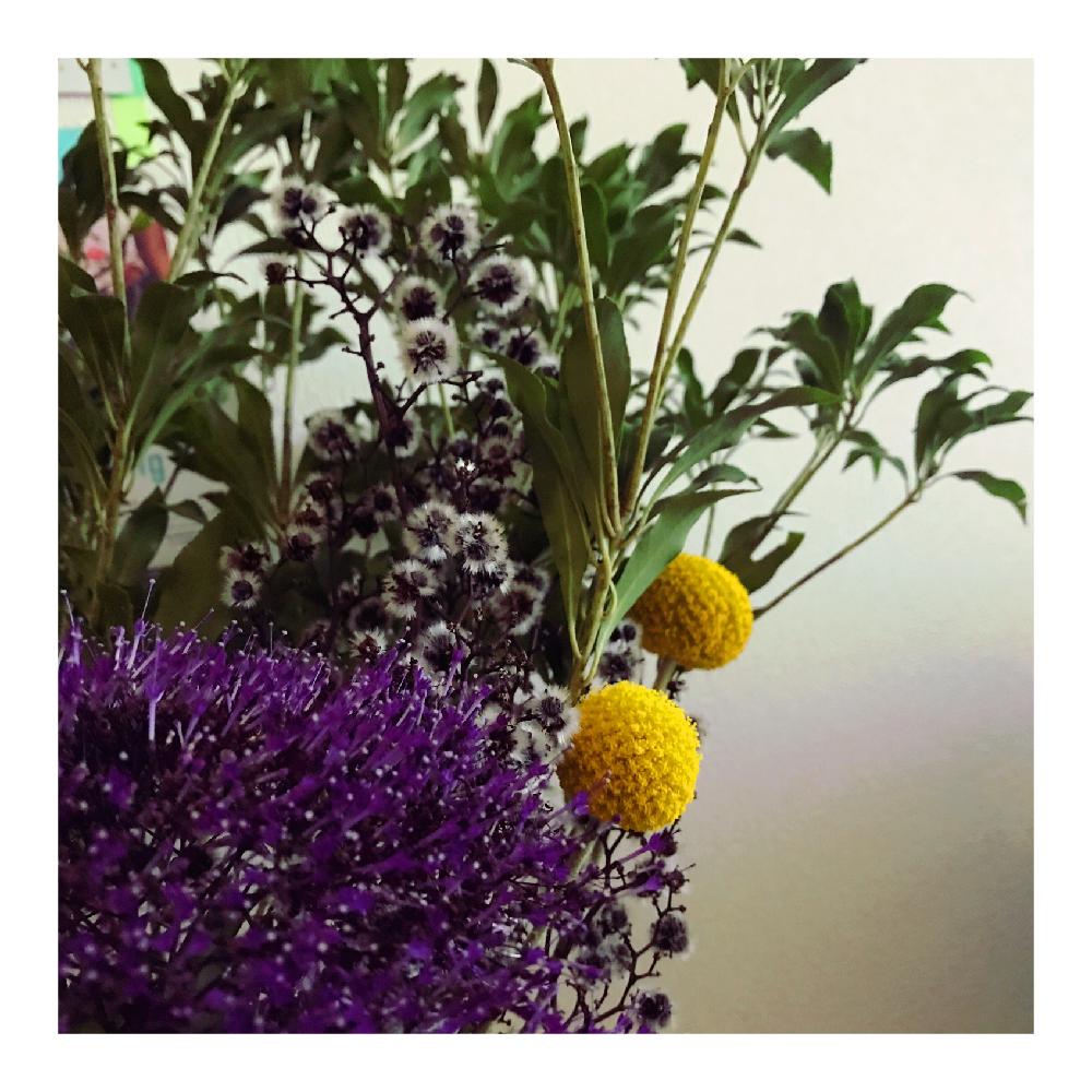 スターチスの投稿画像 By ななさん 季節を楽しむと4月と切り花を楽しむとgs映えと植中毒とアレンジとフラワーアレンジメントと切り花とクラスペディアと ユウギリソウとインテリアと季節を楽しむと4月と切り花を楽しむとgs映えと植中毒とアレンジとフラワーアレンジメント