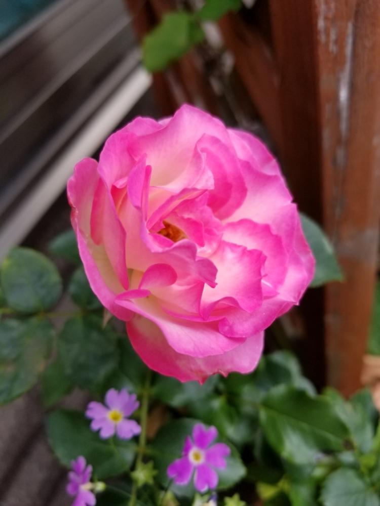 バラ ストロベリーアイスの投稿画像 By Flamingo さん ラブリー と挿し木とベランダガーデンとバラ 鉢植えと私の好きな色とバラ好きとam撮影と花のある暮らしとただいま開花中 といやされグリーンとバルコニスト 18月4月29日 Greensnap グリーンスナップ