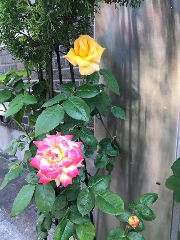薔薇 キッスオブフロリアの投稿画像 By むーんさん 今年も元気と放置栽培と水しかあげてないと自己流とナチュラルスタイルと花のある暮らし 18月4月29日 Greensnap グリーンスナップ