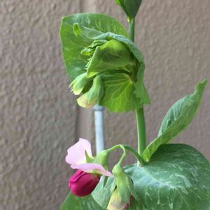 トウミョウ,春野菜,今日のお花,家庭菜園奮闘日記,玄関の画像