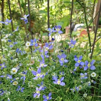 青い花 可愛い 薔薇との共演 風にそよそよ 蜜蜂がよく来る 一年草の投稿画像一覧 Greensnap グリーンスナップ