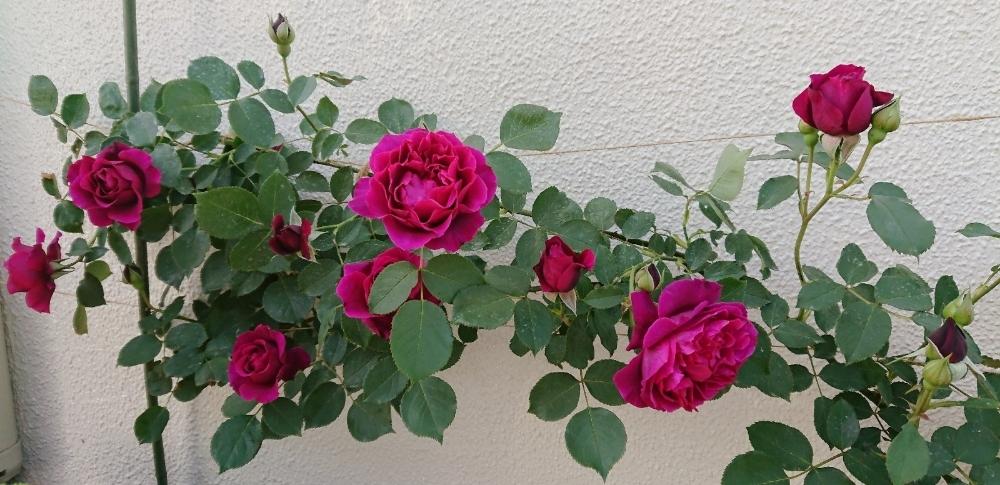 バラ オデュｯセイアの投稿画像 By Nyazzさん 春バラとバラのある暮らしと植中毒と今日の花といい香りと薔薇 とロザリアン 18月4月29日 Greensnap グリーンスナップ