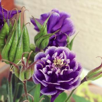 ムラサキのグラデーションの画像 by ぷぅさん | 小さな庭とオダマキの花と八重咲き西洋オダマキとムラサキのグラデーションと一目惚れ