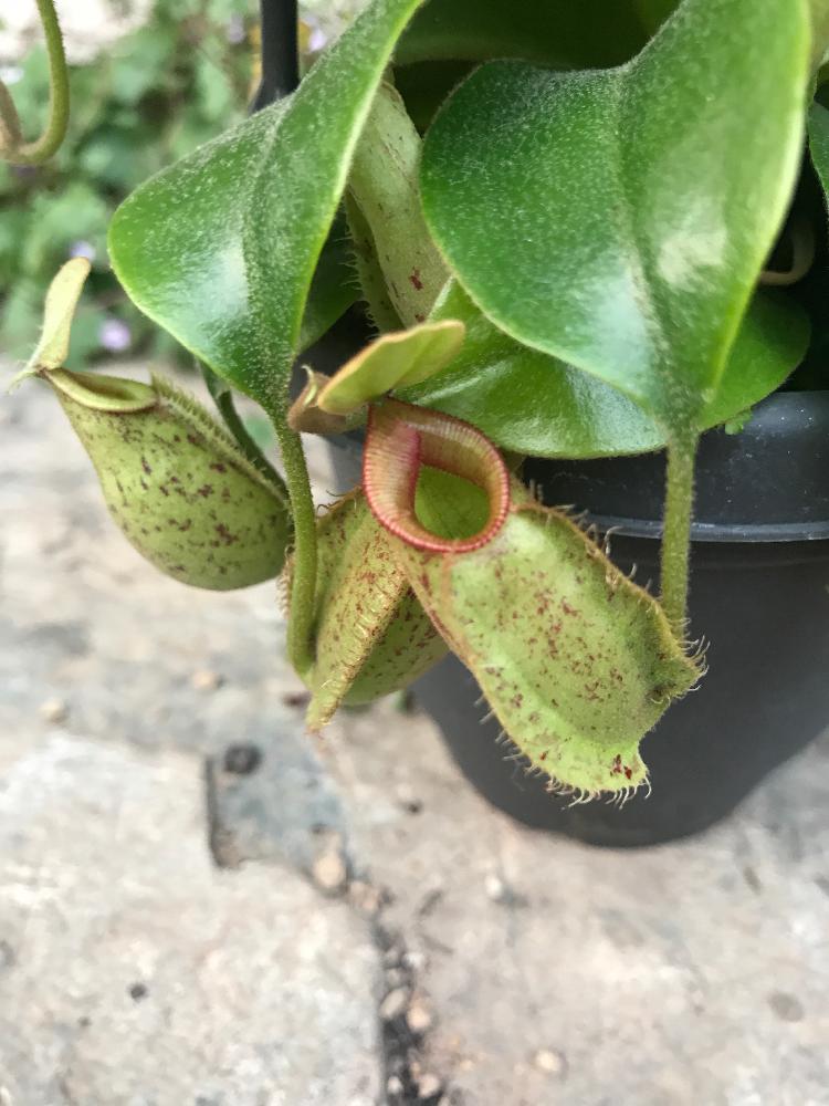 食虫植物 ウツボカズラの投稿画像 By いちごマルさん バルコニストと花のある暮らし 18月4月29日 Greensnap グリーンスナップ