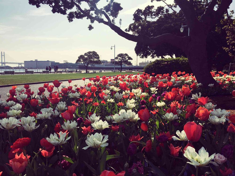 ガーデンベアさんの山下公園への投稿