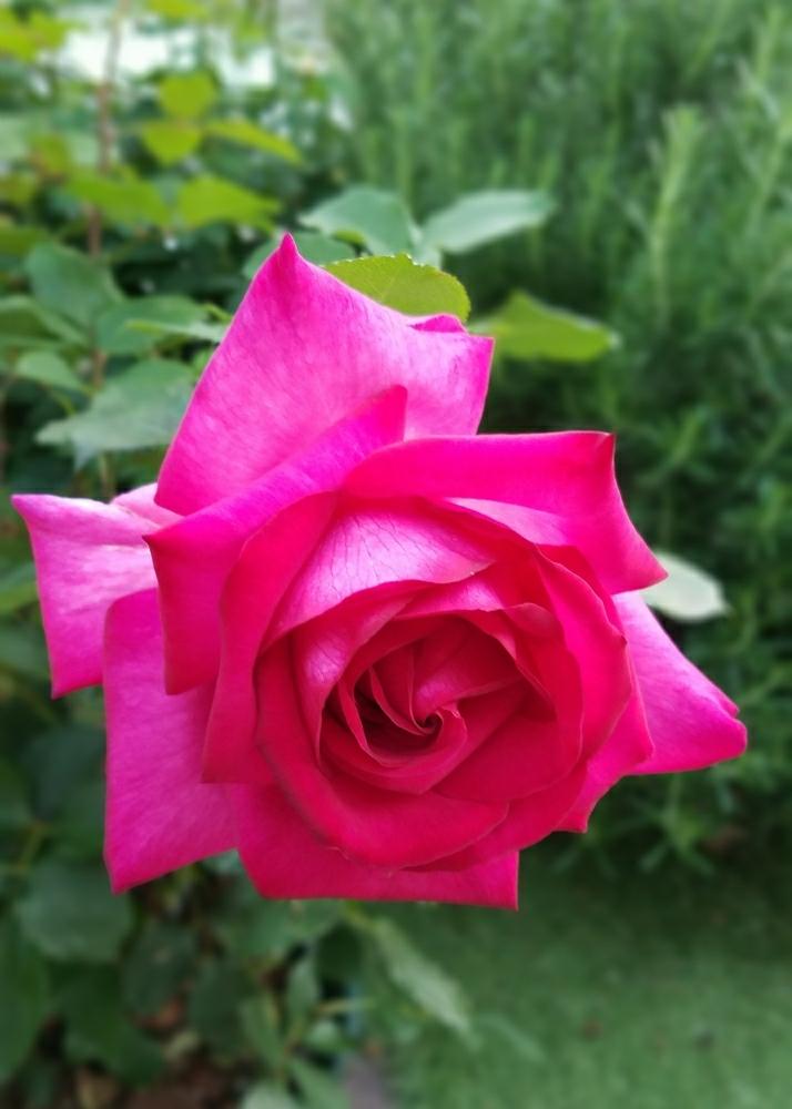 バラ パローレの投稿画像 By あかずきんさん バラとバラ 鉢植えと今日のお花と美しいと香りの良いバラといい香りと薔薇 とロザリアンとバラを楽しむ 18月4月29日 Greensnap グリーンスナップ