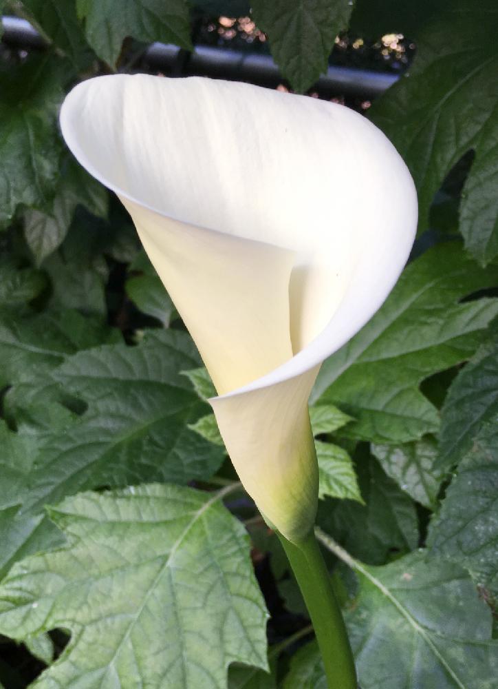 白カラーの投稿画像 By ちーさん 庭の花と好きな白い花と白色植物コンテスト19と白カラーと庭の花と好きな白い花と白色植物コンテスト19 18月4月30日 Greensnap グリーンスナップ Greensnap グリーンスナップ