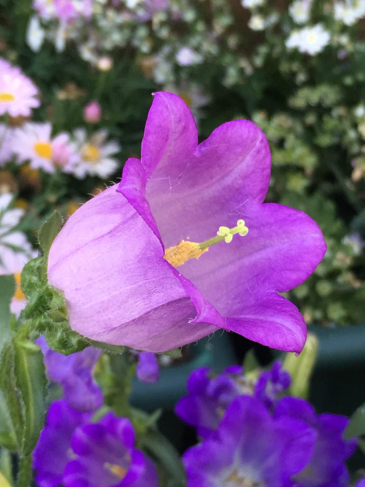 上カンパニュラ 花 最高の花の画像