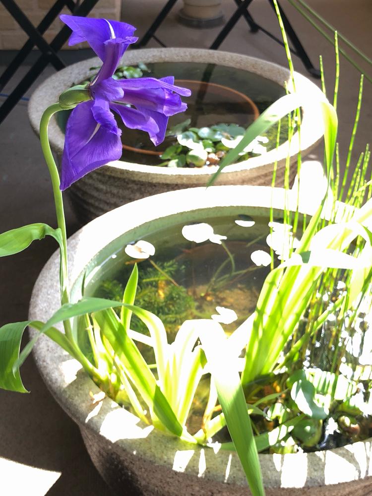 カキツバタの投稿画像 By しゅんすけさん ビオトープと睡蓮鉢と水生植物と水景のある暮らし 18月4月30日 Greensnap グリーンスナップ