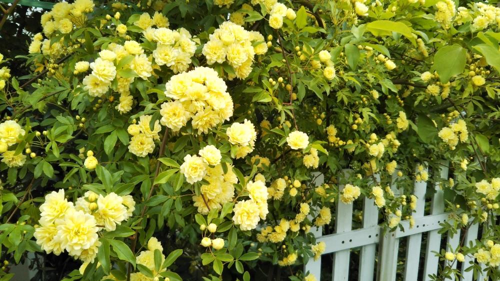 黄モッコウバラの投稿画像 By Shoko04さん 黄色植物 コンテストと花のある暮らしと地植えと鉢植えとガーデニングとつるバラ 18月4月30日 Greensnap グリーンスナップ