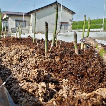 アスパラガス ゼンユウメーデルの画像 by 菜音さん | 畑とアスパラガス ゼンユウメーデルと趣味の菜園と家庭菜園と実生栽培と実生からとおいしいGSとニョキニョキとアスパラガス☘