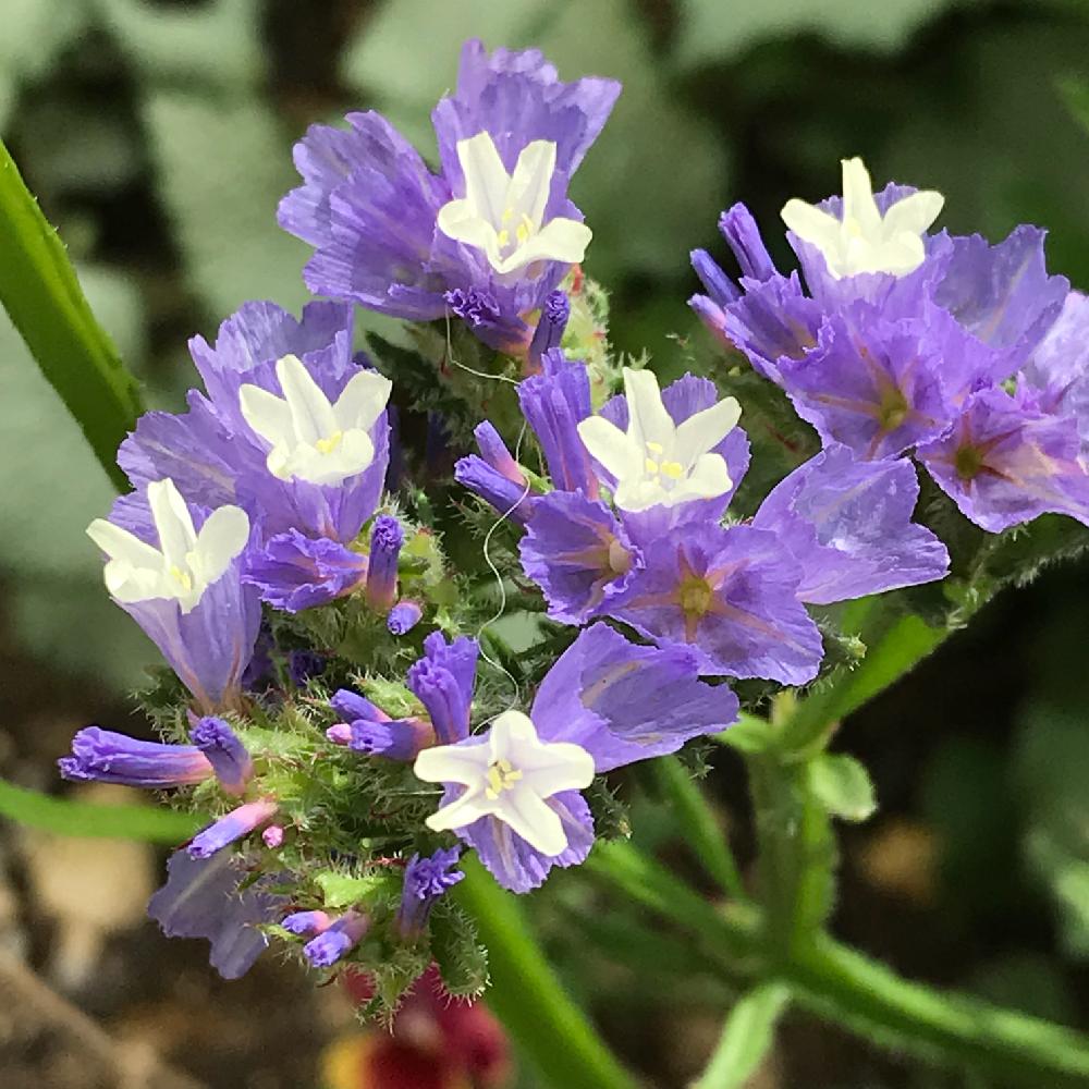 スターチスの投稿画像 By Wk Tkさん 小さな庭と紫色の花とgs映えと植中毒と花のある暮らしと白い花と花ごころとiphone撮影と紫色の花 とgs映えと植中毒と花のある暮らしと白い花と花ごころとiphone撮影 18月4月30日 Greensnap グリーンスナップ Greensnap