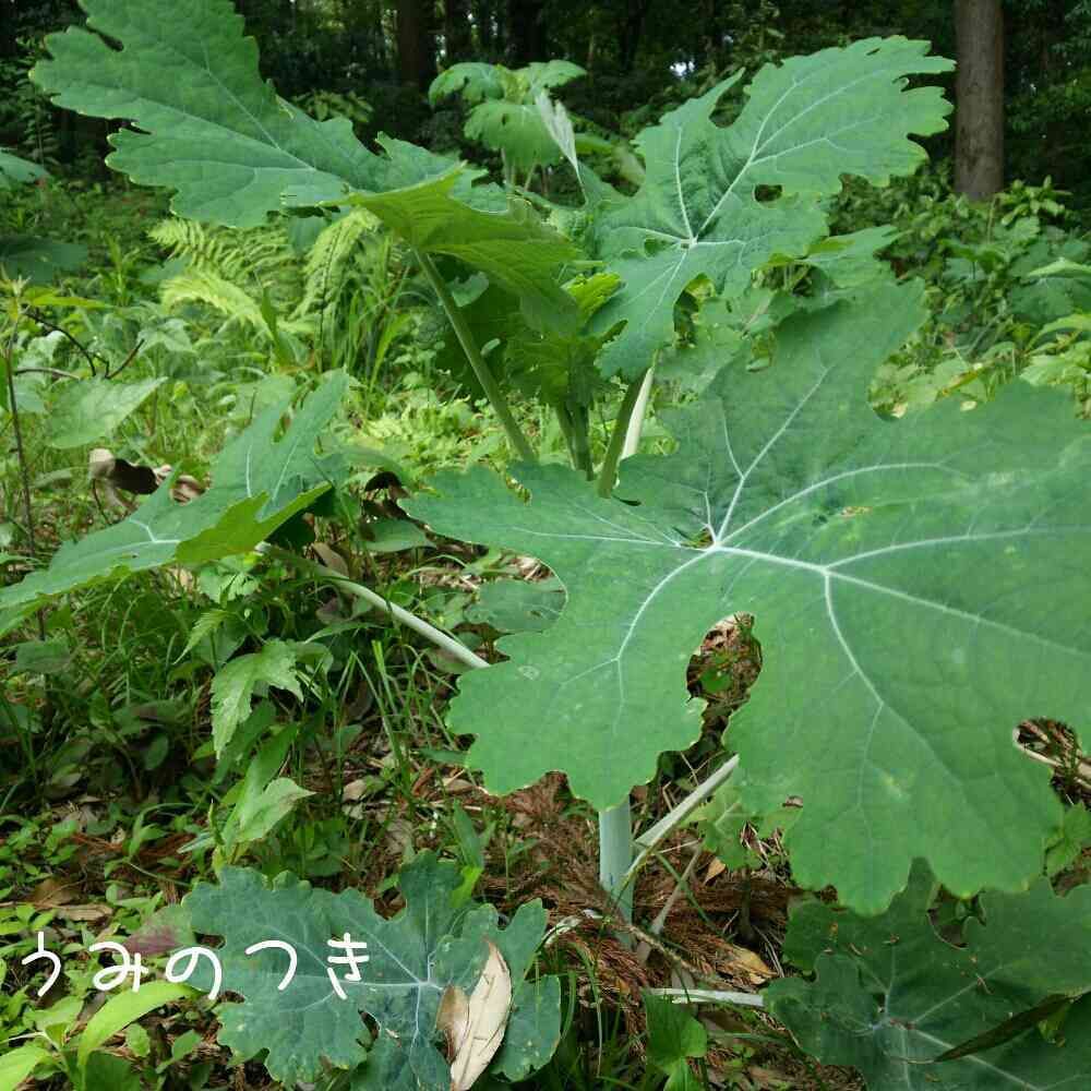 海の月さんの里山ガーデン（大花壇）への投稿