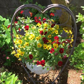 百日紅。の画像 by makipiさん | 小さな庭とビオラ・パンジーと百日紅。とサツキ⭐と今日の一枚と芍薬♡とヒペリカム❇︎