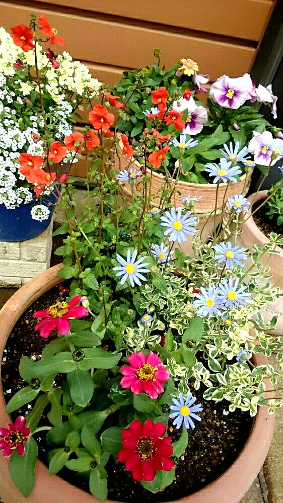 ジニアプロフュージョンの投稿画像 By Megumiiiさん デージーとアロンソアと花のある暮らしとガーデニングと植中毒 18月4月30日 Greensnap グリーンスナップ