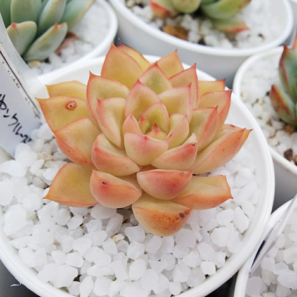 カリビアンクルーズの投稿画像 By Miya13 14さん エケベリア属と多肉植物とたにく 18月4月30日 Greensnap グリーンスナップ