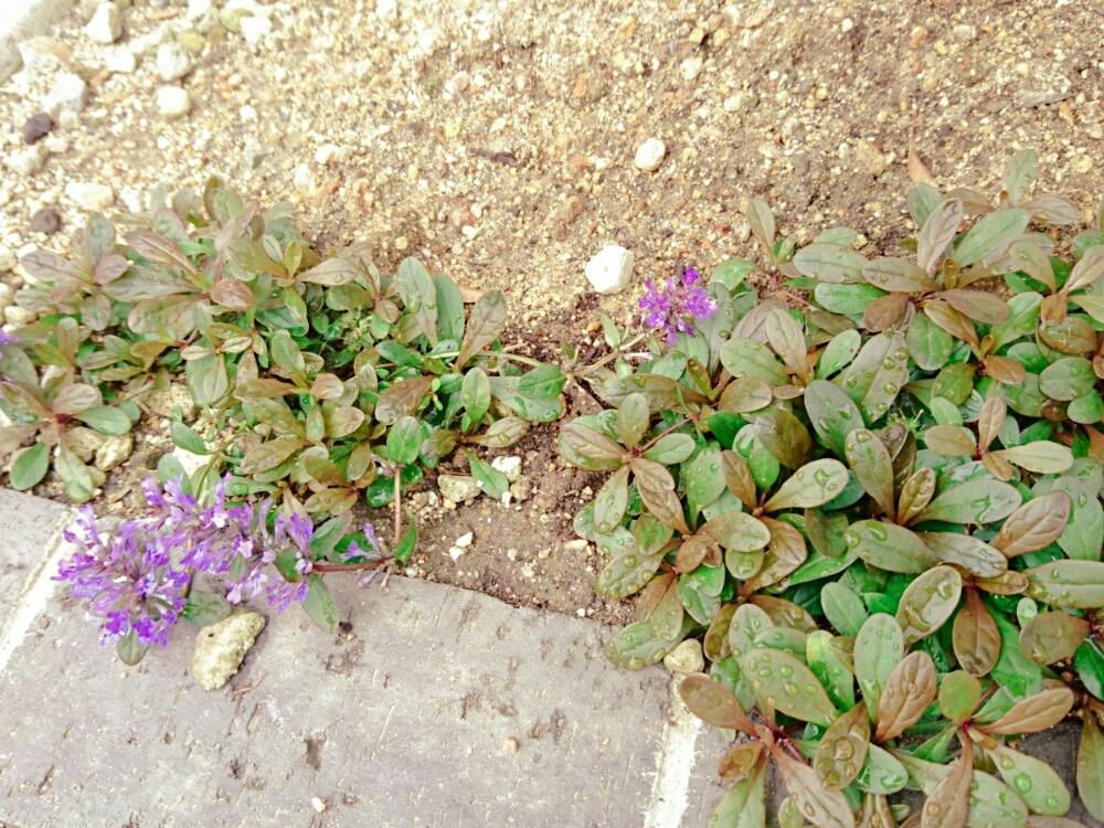 アジュガの投稿画像 By みなとさん グランドカバーと花のある暮らしと植物のある暮らし 18月4月30日 Greensnap グリーンスナップ