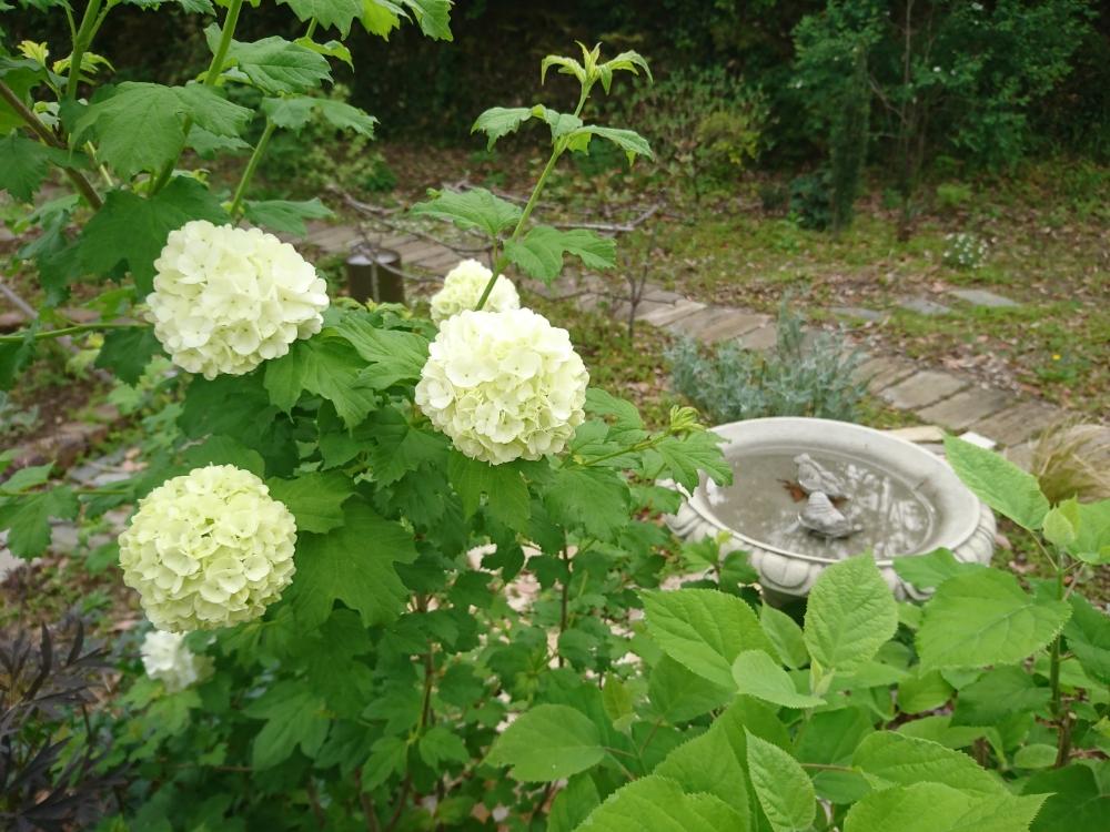 ビバーナムスノーボールの投稿画像 By モコさん アナベルとマイガーデンと庭木とガーデンオーナメントと白い花 18月4月30日 Greensnap グリーンスナップ