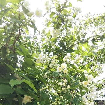 緑と白の投稿画像一覧 Greensnap グリーンスナップ