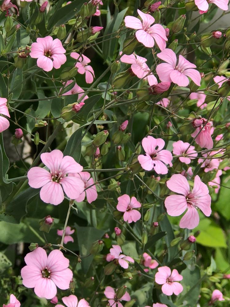 トンコさんの投稿画像 18 04 30 18 10 55 0 Greensnap グリーンスナップ Greensnap グリーンスナップ