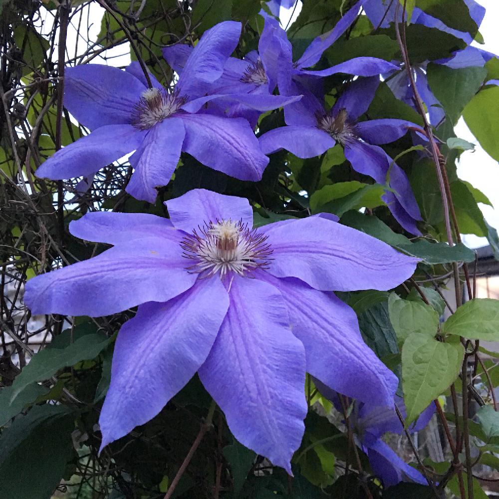 テッセンの投稿画像 By けいかずさん 紫の花と初夏とつる性植物 18月4月30日 Greensnap グリーンスナップ